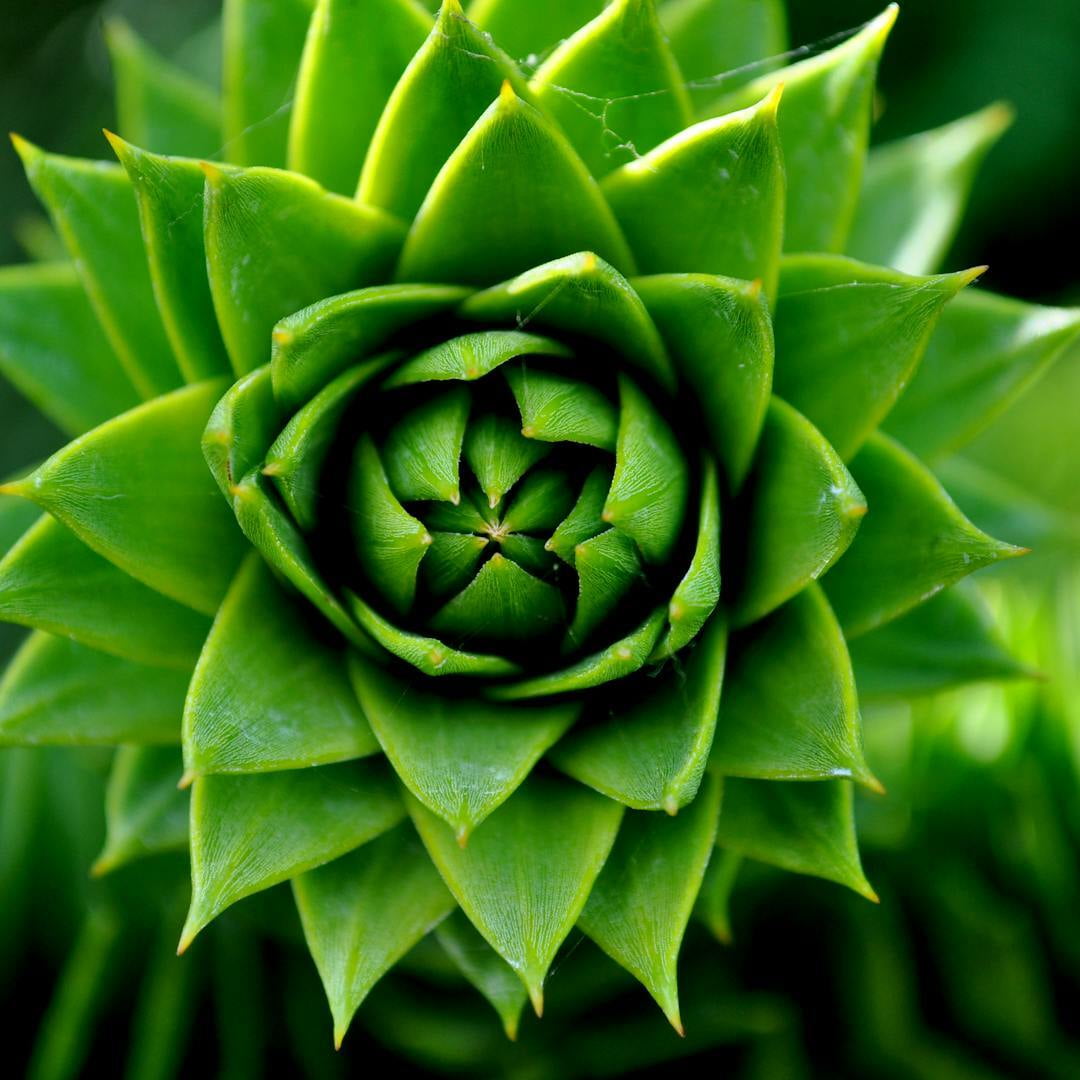 Unveiling ASCHP's Counselling Skills CPD 24.6: Mastering the Art of Therapeutic Practice